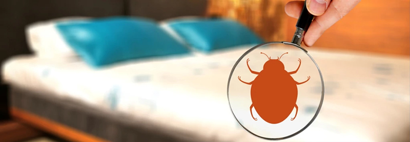 Se débarrasser des punaises de lit dans le linge - Eco Pest